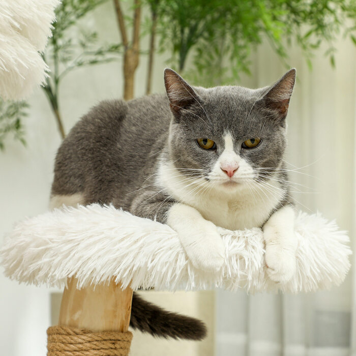 Кігтеточка PawHut висотою 61,5 см Кігтеточка для кішок з іграшковим м'ячем, лежанки, котяча вежа з кігтеточкой дошкою, для котів до 5 кг, грушеве дерево, біле | Аосом