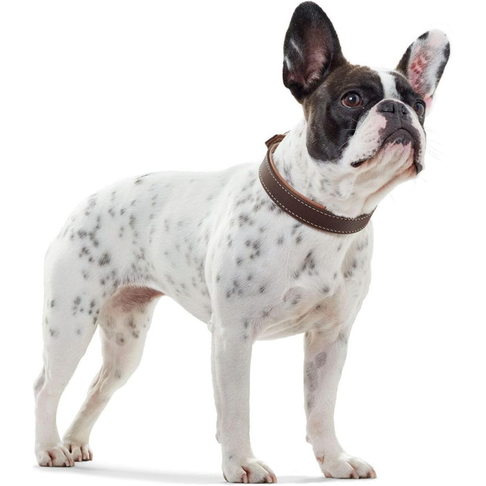 Нашийник для собак HUNTER PORTO, колір: темно-коричневий/cognac, з олив'яної шкіри, м'який та зручний, не травмує шерсть, міцний, ручної роботи, розмір: 60x60 см, темно-коричневий/cognac