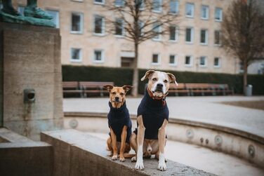 Hunter Hundepullover GENF, темно-синій, розмір 45: теплий, м'який, з перекидним коміром