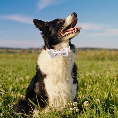 Елегантний ошийник для собак Aring з краваткою, велюровий, регульований, м'який, білий. Подарунок для дівчаток та хлопчиків