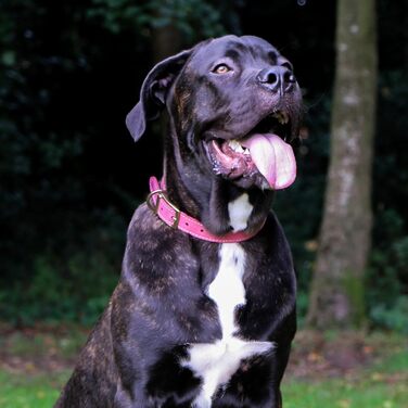 Нашийник для собак Ancol Timberwolf, шкіряний, кольору полуниці, 34-43 см