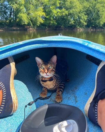 Автоматична поїлка для котів і малих собак Torus Pet Mini, з вугільним фільтром, 1 л, портативна, антимікробна, BPA-free