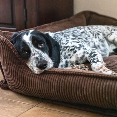 М'яке собаче ліжко 4L Textil Hugo Premium-LINE: ортопедичне, з memory foam, 60x40 см, для маленьких собак