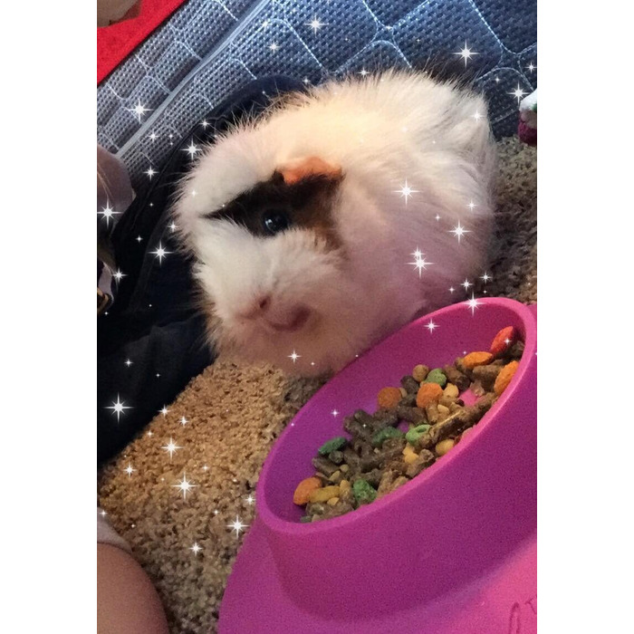 STAYbowl – миска для морських свинок та інших дрібних тварин, фіксуюча, фіолетова, 3/4 склянки