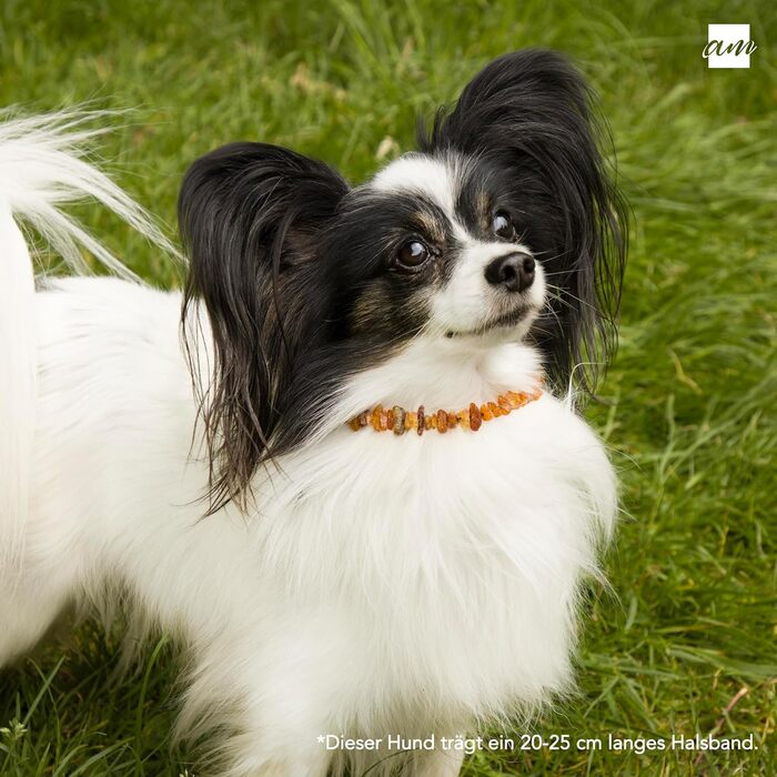 Нашийник для собак та котів Amberta Bernstein: бурштинова прикраса, 40-45 см