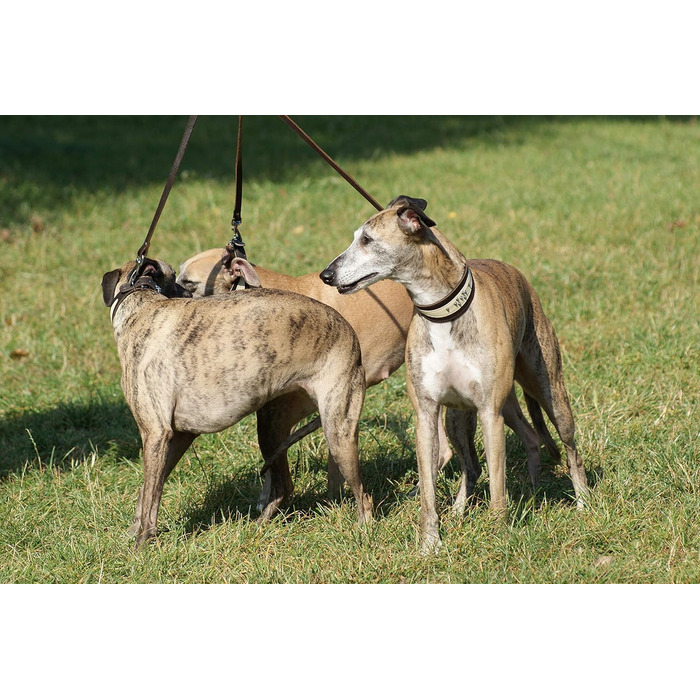 Dingo М'який шкіряний нашийник для хорта, елегантний, Soft 12398