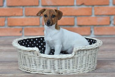 Плетений кошик з лози для собак і котів з подушкою, кремовий, 100 см
