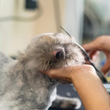 Ножиці для собак 7 дюймів, вигнуті - професійні ножиці для грумінгу собак, котів та інших тварин з ергономічною ручкою та регульованим гвинтом