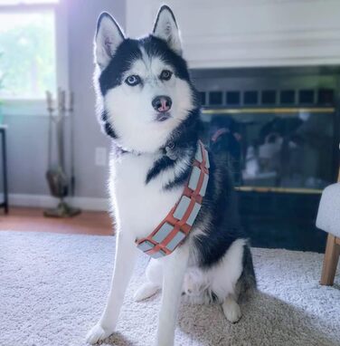 Костюм для собак на Хелловін ComfyCamper, регульований, розміри S, M, XL, Cosplay, Французька лабораторія, Новий Рік 2024