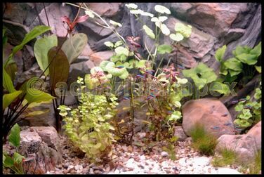 3D фон для акваріума 150x50 см, скеля з коренем, 2 частини