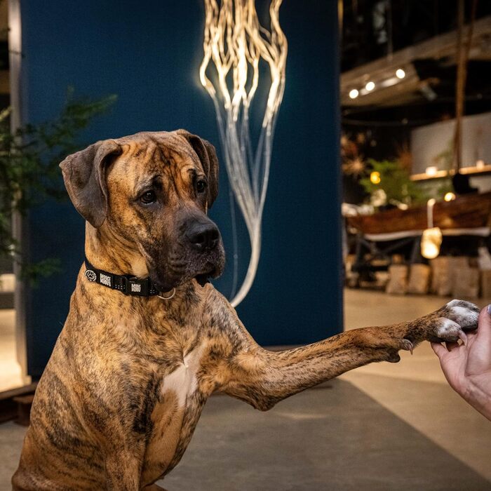 Нашийник для собак Max & Molly з інтелектуальним жетоном безпеки Gotcha! Matrix 2.0, чорний, розмір M, з підкладкою та світловідбиваючими елементами