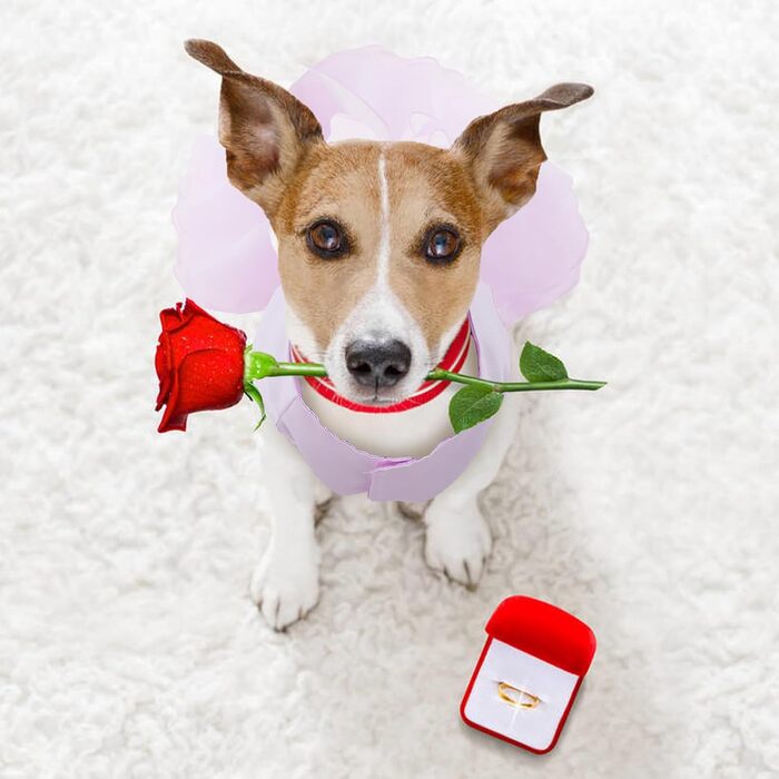 Сукня для собак на весілля: розкішний плаття для цуценят, сукня принцеси, літнє вбрання для собак, весільні сукні для собак, вечірні сукні з бантиком для маленьких дівчаток (XS, фіолетовий)