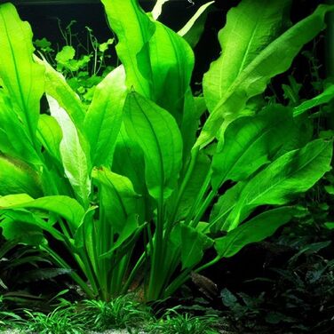 Набір рослин для акваріума AquaOne XL: ехінодорус, мікросорум, гігрофіла, 3 материнські водні рослини
