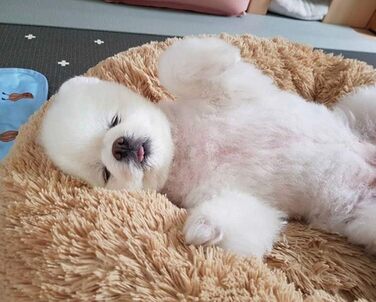 М'яке ліжко для собак та котів Segle, кругла форма, ковзаюча підкладка, пухнастий дизайн 