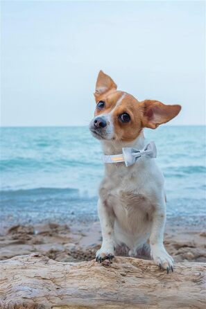 Елегантний краватка-метелик для собак, шовковий, регульований, з бантиком, для великих собак, розмір M (XL, блакитний)