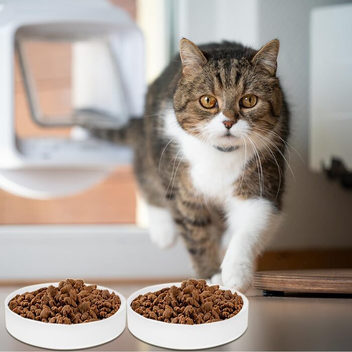 Котло propositionsми з кераміки для котів та кошенят, 15 x 4 см (білий)