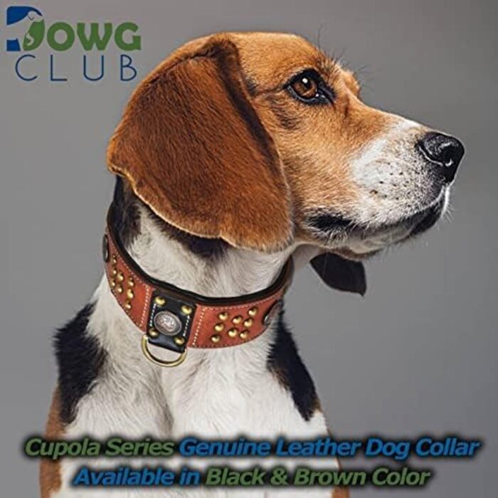 Шкіряний нашийник DowgClub Cupola з кельтськими кончо, золотими купольними заклепками, м'якою підкладкою, ручної роботи, для середніх і великих собак, 57 см, чорний