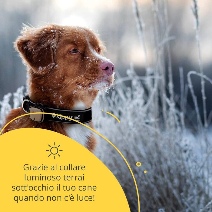 Нашийник для собак Кіппі EVO, світловідбиваючий, для маленьких порід, м'який та зручний, розмір L