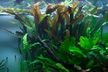 Акваріумна рослина Cryptocoryne usteriana, 3 шт, середній план, для акваріума, повністю вкорінена, для акваскейпу та декору