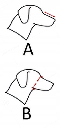 Шкіряний намордник для собаки Champion, вівчарка німецька, W3 38/11,5 см