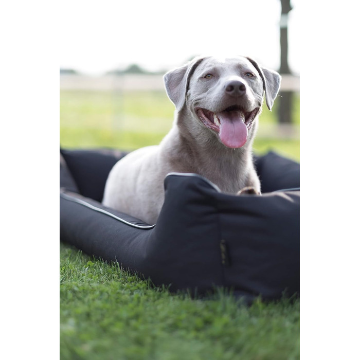 Лебон - Ортопедичне ліжко для собак Паула Плюс, Чорний колір - 3 розміри (80, 100, 120 см), з блискавкою, для прання, легко чиститься, водовідштовхувальне (XL)