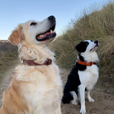 Нашийник для собак Brute Strength з натуральної шкіри, чорний, XXL (66-73 см)