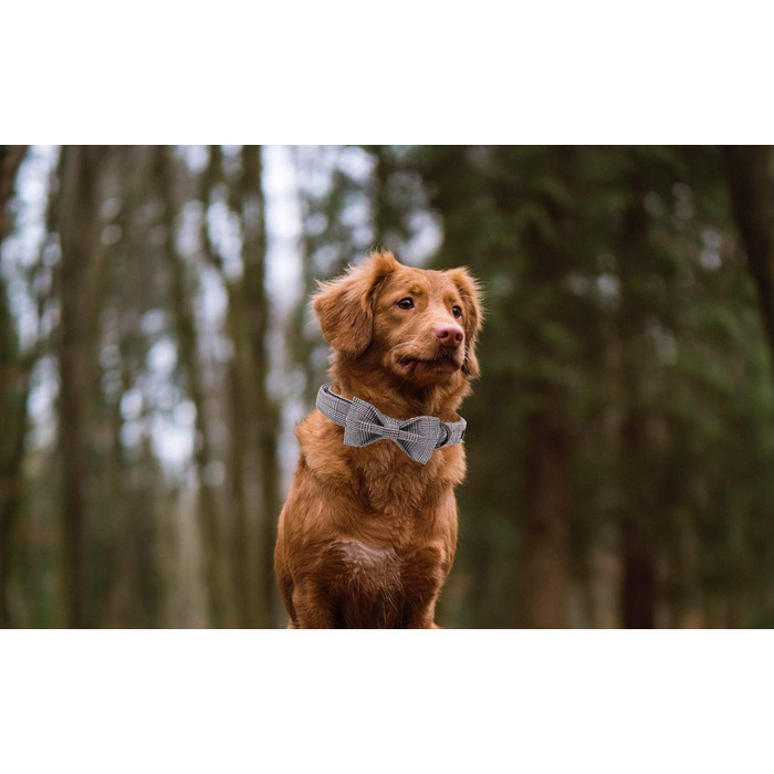 Елегантний нашийник для собак та котів з краваткою, стильний аксесуар для тварин, розміри S, M, L, XXS-XL