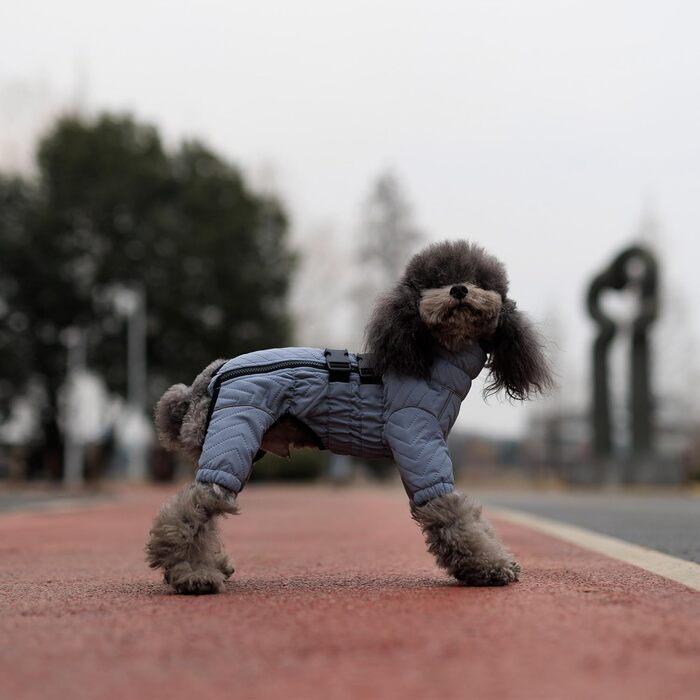 Теплий зимовий одяг для собак: двошагова жилетка, непромокаєма, вітронепроникна, з відбиваючими елементами. Підходить для малих, середніх та великих собак. Сірий XXL 2XL (back 19')