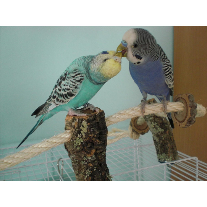 Канат для птахів із корка Vogelgaleria, іграшка для хвилястих папуг і корел, аксесуар для клітки