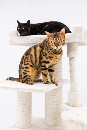 Дряпка для котів Petrebels Parklane 175 см, преміум, з XXL гамаком, спальним будиночком, диваном і товстими стовпами, бежево-кремова