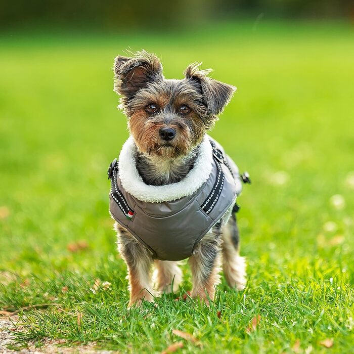 Зимова куртка для собак CHIARA Nick з шлейкою CHJ-2331DB-3 XL - тепла, водонепроникна, вітронепроникна, поліестер, індивідуальна посадка, темно-сіра (M, Сірий)