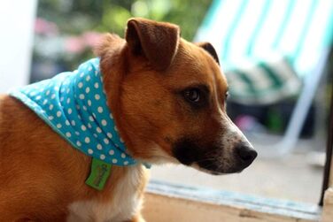 Бандана для собак і котів Dimples бірюзова в горошок, 55 см, ручна робота, аксесуар для малих, середніх і великих порід, подарунок власнику