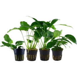 Набір анубіасів для акваріума — 4 шт. Anubias caladiifolia, angustifolia, barteri, nana для цихлідника та рослинного акваріума