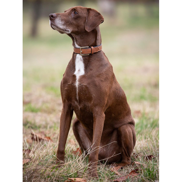 Преміум шкіряний нашийник для собак Jack Russell Lilly - нашийник з натуральної шкіри телятини, нашийник для собак, шкіряний (XXL, Коричневий/Чорний) XXL - обхват шиї 49,0-60,5 см Коричневий/Чорний
