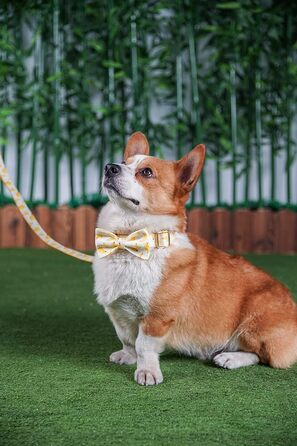Персоналізоване собаче нашийник з металевою застібкою, індивідуальні жетони для тварин з гравіюванням імені, номера телефону та адреси