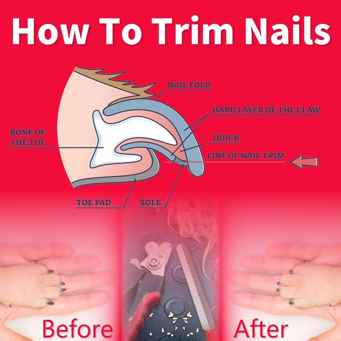 Кліпер для нігтів собак OCBA з захистом від перерізання та пилочкою, професійний, для всіх порід, також для котів та кроликів, червоний/чорний, маленький