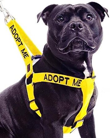 Жилет для собак ADOPTIER MICH жовтий, не тягне, нейлоновий, розмір L-XL, для благодійності