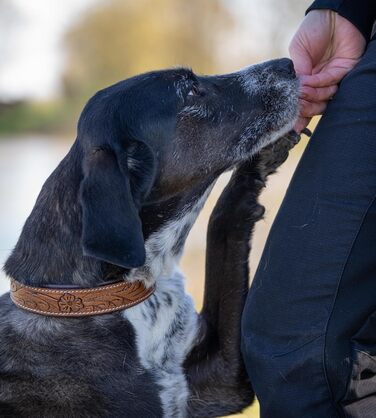 Стильний шкіряний нашийник для собак Джек Рассел від Abey: нашийник з буйволячої шкіри, вишуканий дизайн з різьбленням, м'яка підкладка (S, 26-34 см)