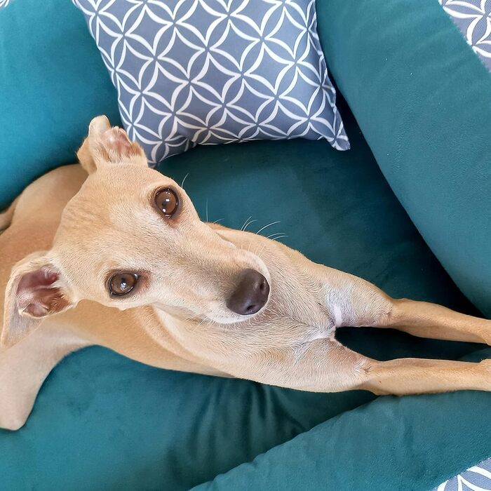 4L Textil OTTO: Лежанка для собак, корзина для собак, м'яке ліжко для собак, лежанка-софа, колір - блакитний (100x80 см)