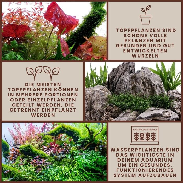 Акваріумна рослина Anubias barteri caladiifolia AquaOne, 3 шт, водна рослина з кореневищем, легка у догляді, для акваскейпінгу та декору