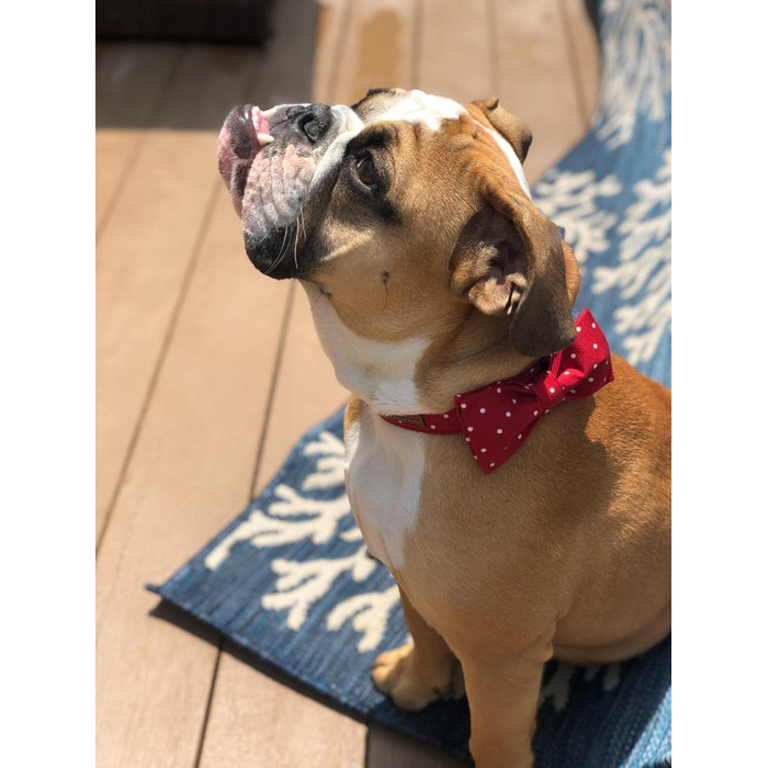 Нашийник для собак Unique Style з кравбатою, регульований, для малих, середніх та великих собак, червоний, XXS-XL (1 шт.)