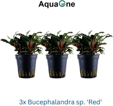 Акваріумна рослина Bucephalandra sp. 'Red' AquaOne, 3 шт, водна рослина для акваріума, повністю вкорінений кореневище, легкий догляд, для акваскейпінгу та декору