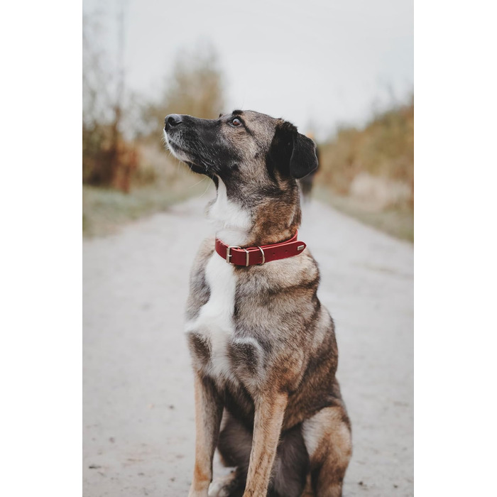 Льорочок для собак HUNTER Grenada з натуральної шкіри, червоний колір, ручної роботи, Німеччина. Підходить для тренувань та повсякденного використання, міцний, комфортний, елегантний дизайн, розмір XS, обхват 24-28 см