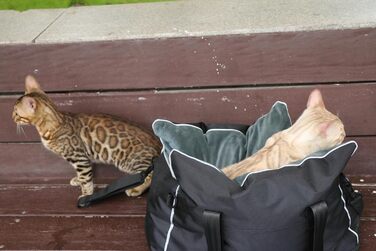 Автокрісло для собак та котів, середньорозмірне, знімний, миючий, з хутром, для цуценят, м'яке та тепле, S (Чорний, Маленький)