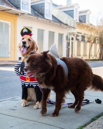 Костюм акули для собак Pet Krewe | Вечірній костюм для собак, святкування дня народження, національного дня котів, Хелловін | Для маленьких та великих собак