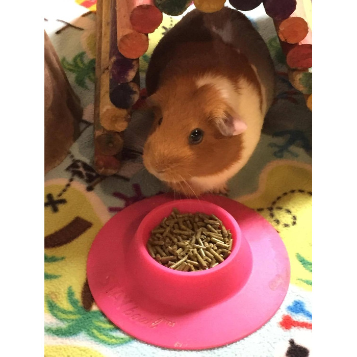 STAYbowl Futternapf: годівниця для морських свинок та інших дрібних домашніх тварин, ергономічна, 60 мл, рожева