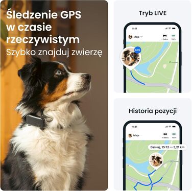 GPS-трекер для собак: відстеження в реальному часі та моніторинг