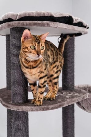 Кігтеточка Petrebels Catharina 160 см трикутна, преміум-якість, для великих котів з XXL гамаком і будиночком, колір капучино