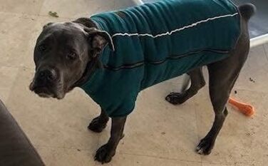 Теплий зимовий костюм для собак BoxDog з поларфлісу, блакитний | для маленьких собак, тепла піджака для собак