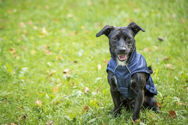 Чіара Честер: Перехідна куртка, спортивна, водонепроникна, з регулюванням, для спорту (XS, Navy Blue)